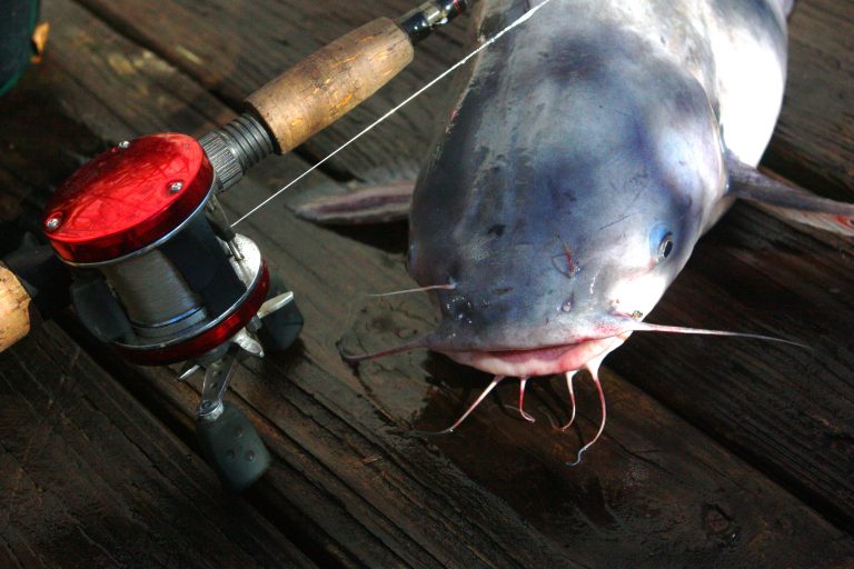 catfish rigs