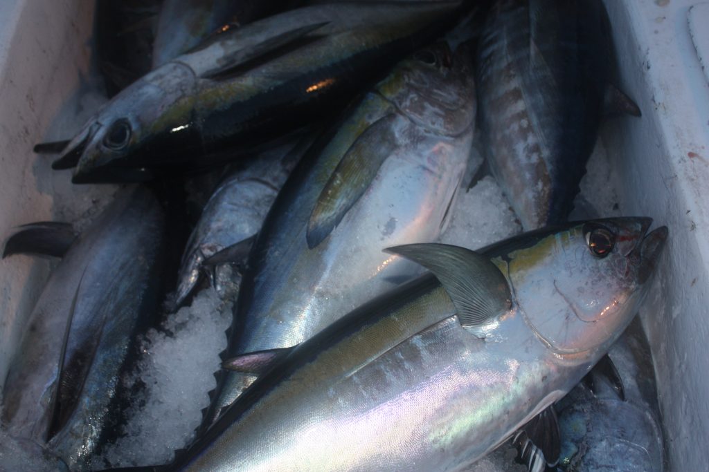 blackfin tuna