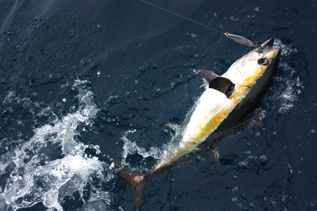 Catching Blackfin Tuna in The Gulf of Mexico Great Days Outdoors