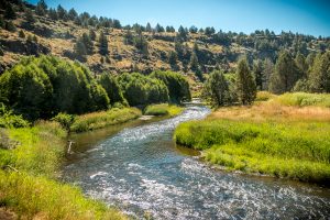 affordable whitetail hunting trips