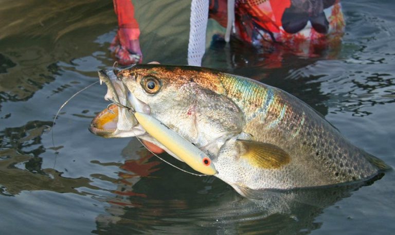 Chandeleur Islands fishing