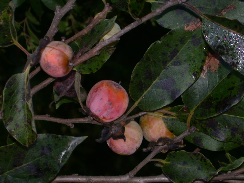 wild plums