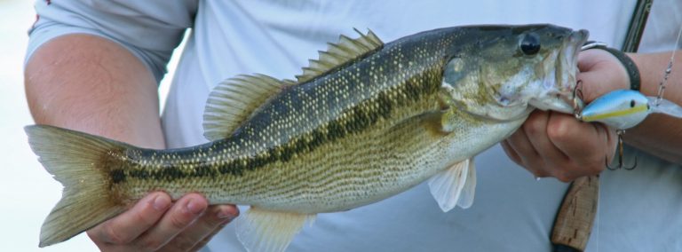 late summer bass fishing