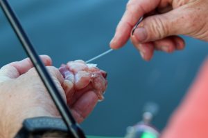 good catfish bait