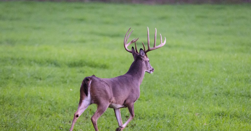 Deer Hunting Tips for Hunting Over Food Plots Great Days Outdoors