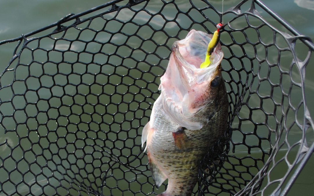 Crappie Fishing in Alabama – Overlooked Hotspots