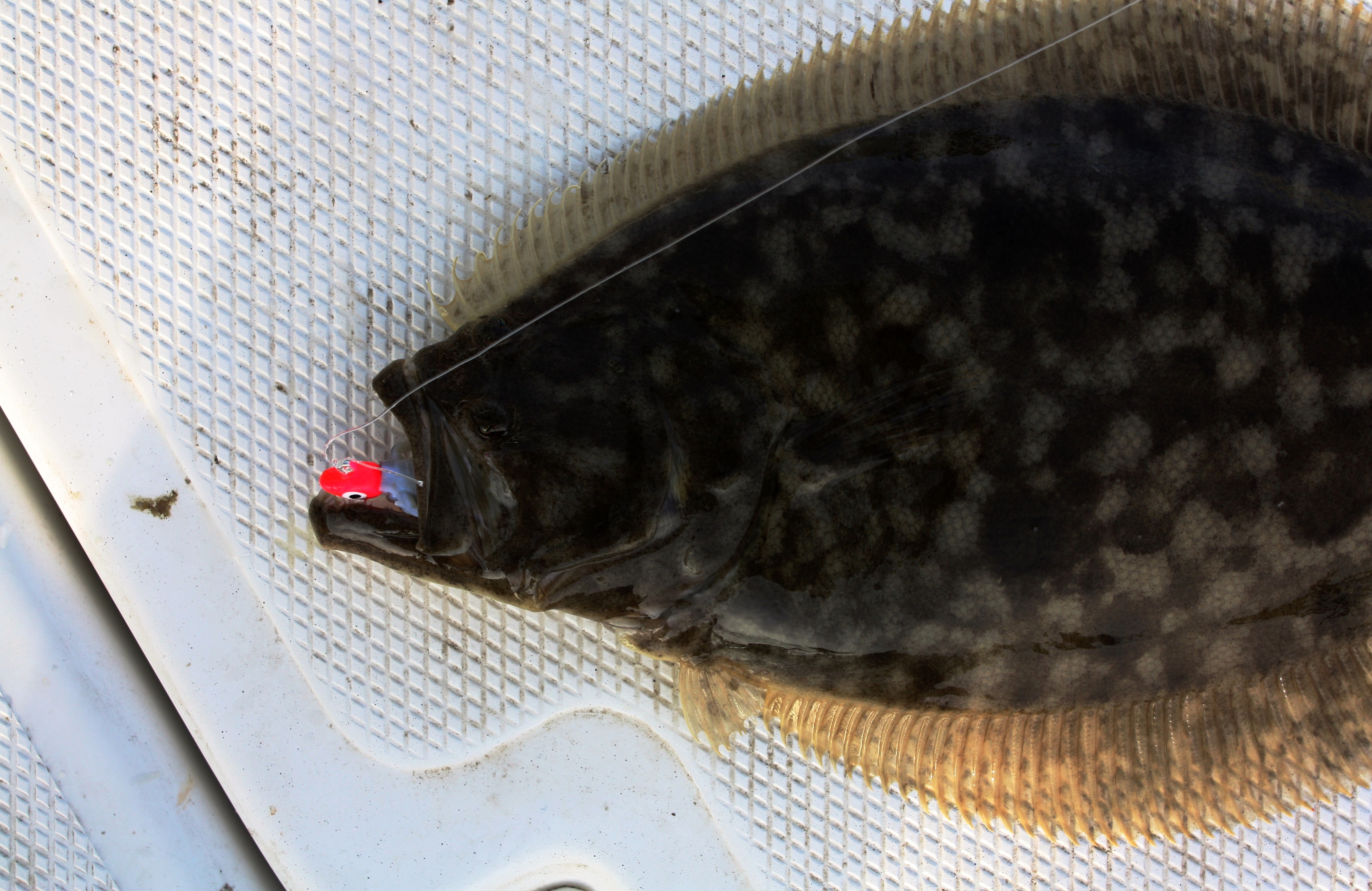 how to fish for flounder