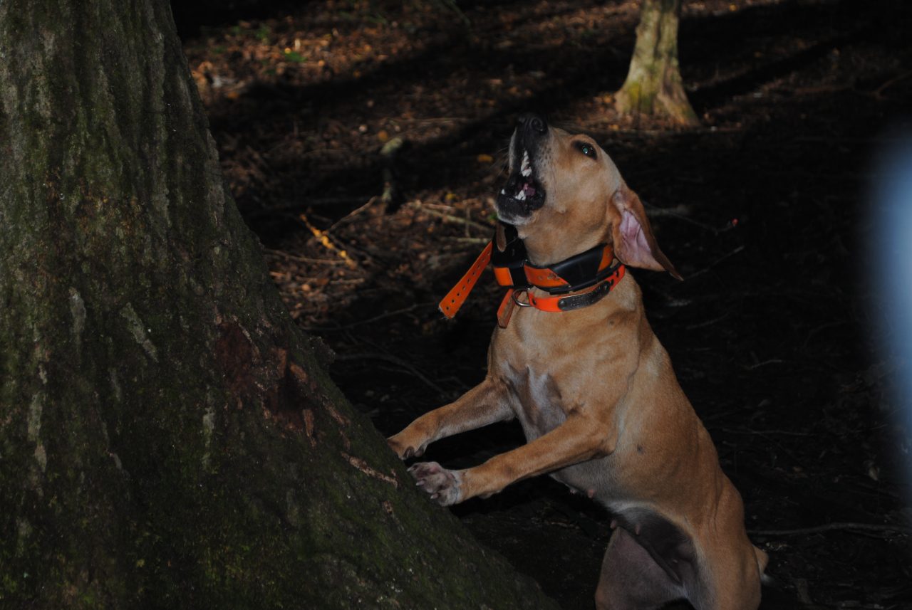 Characteristics of the Best Squirrel Dog Breeds Great Days Outdoors