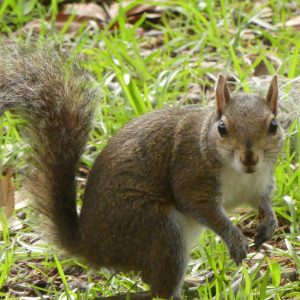 Squirrel Hunting Tips: Think Small