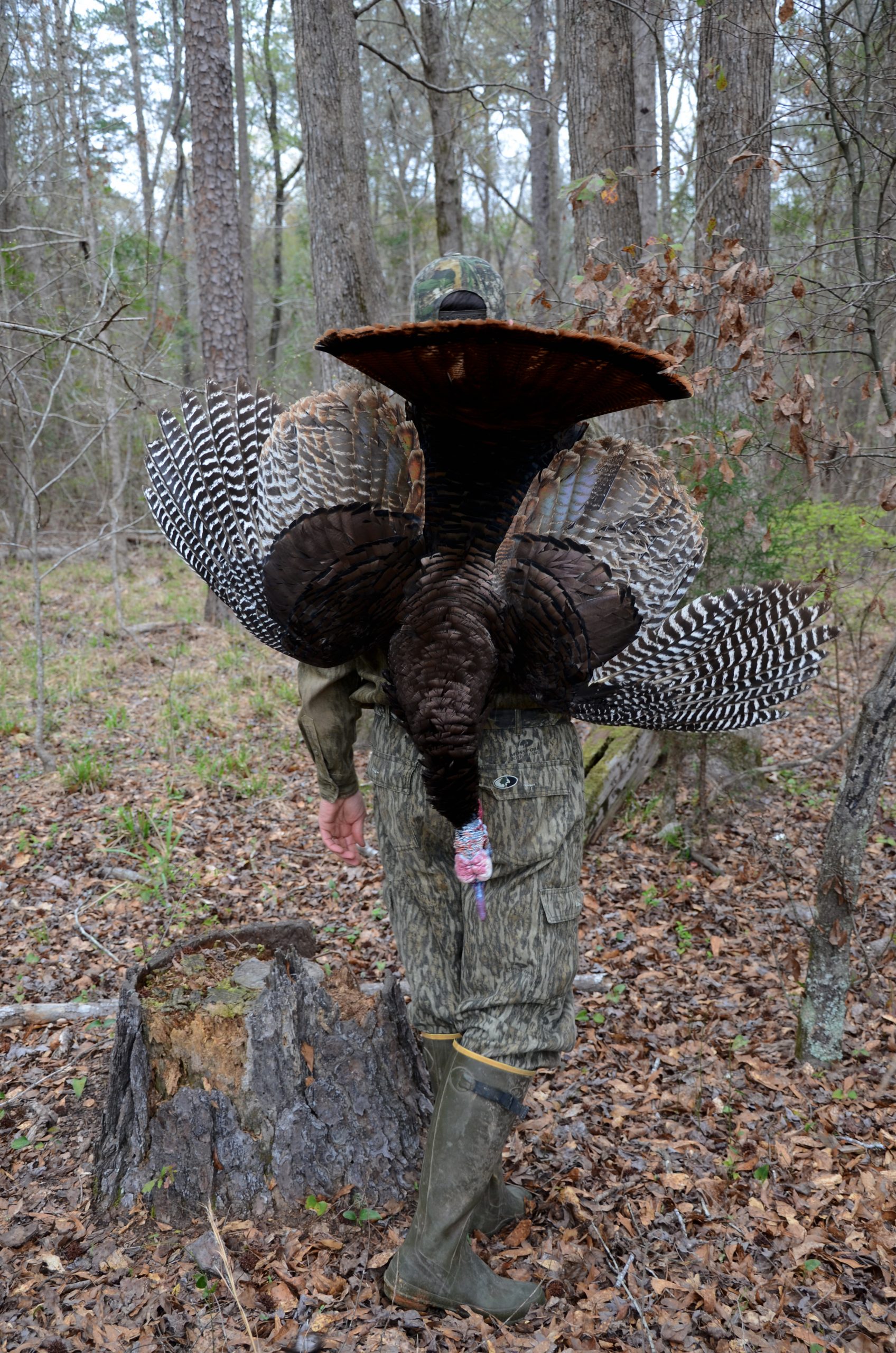 spring turkey hunting basics and tips for beginners