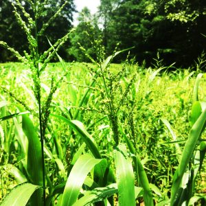 Determining the Best Spring and Summer Food Plots for Deer