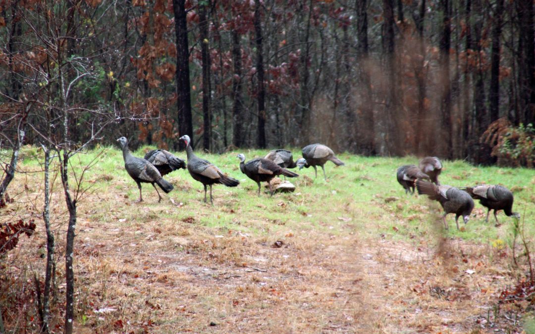 Turkey Hunting In The Rain: Tactics For Success