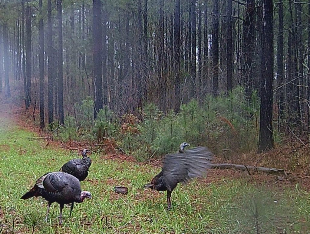 turkey hunting in the rain