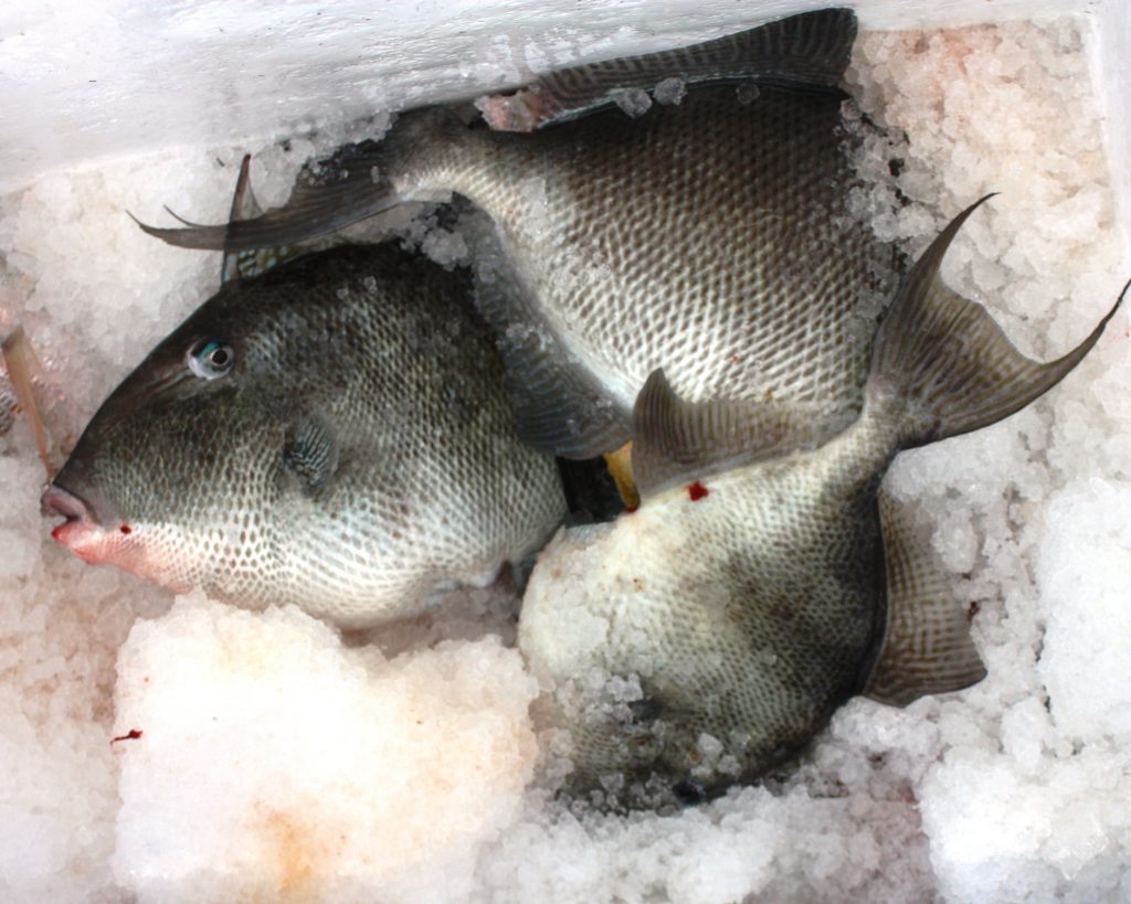 how to catch grey triggerfish