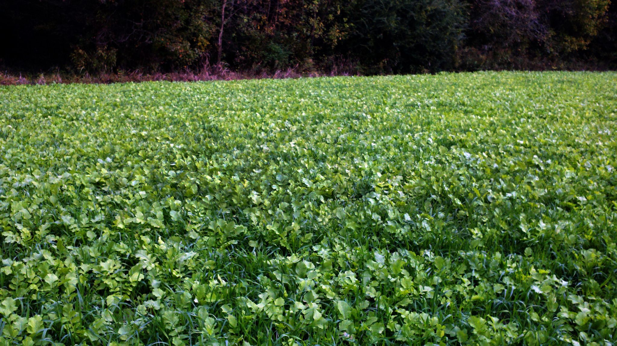 Clover food deer plots minnesota spraying grasses plant