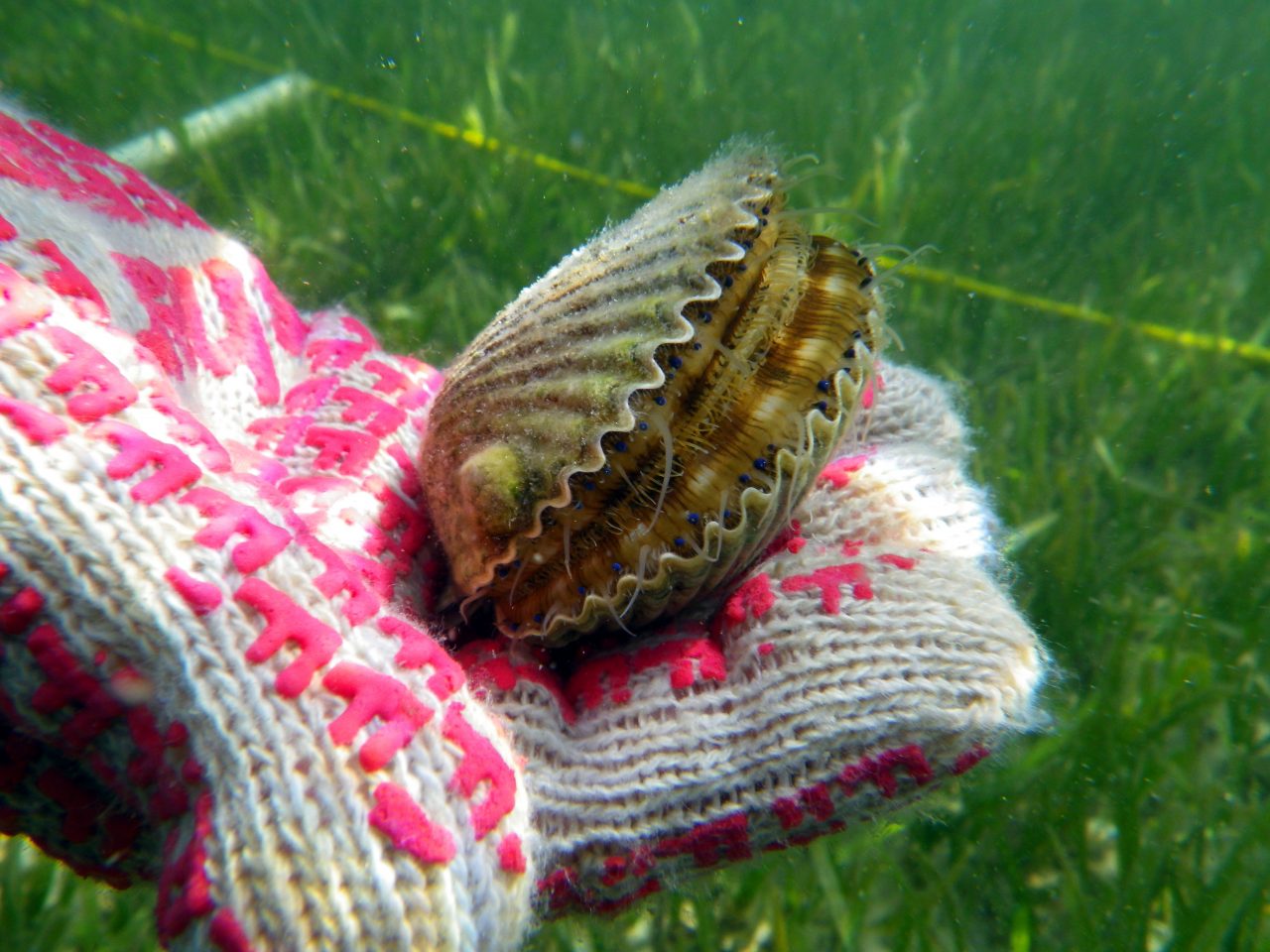Scalloping In Florida St. Joe Bay Great Days Outdoors