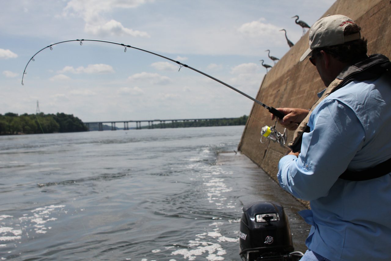 Catching Big Catfish Near Alabama Dams Great Days Outdoors