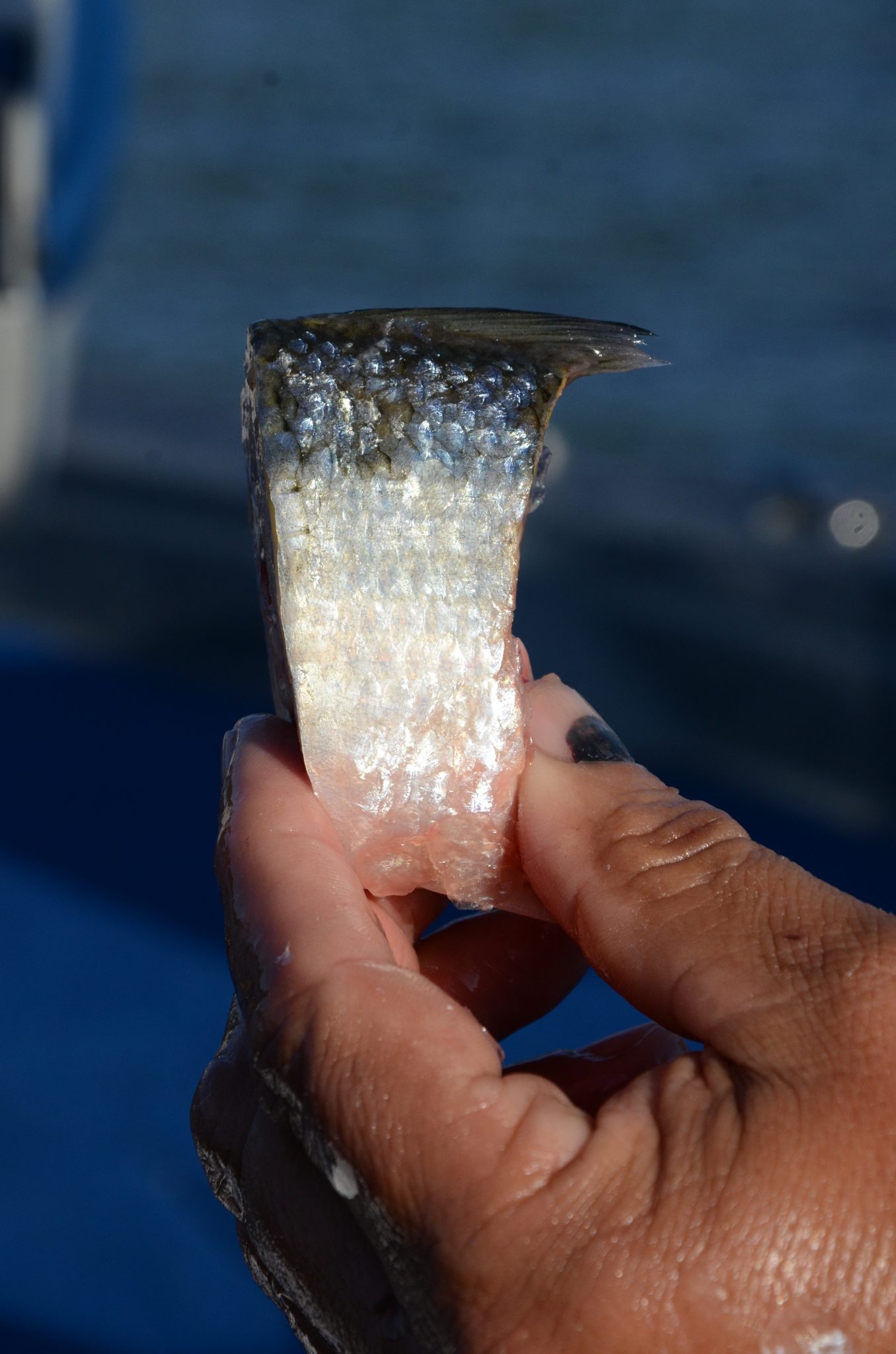 Jug Fishing Tips to Catch More Catfish Great Days Outdoors