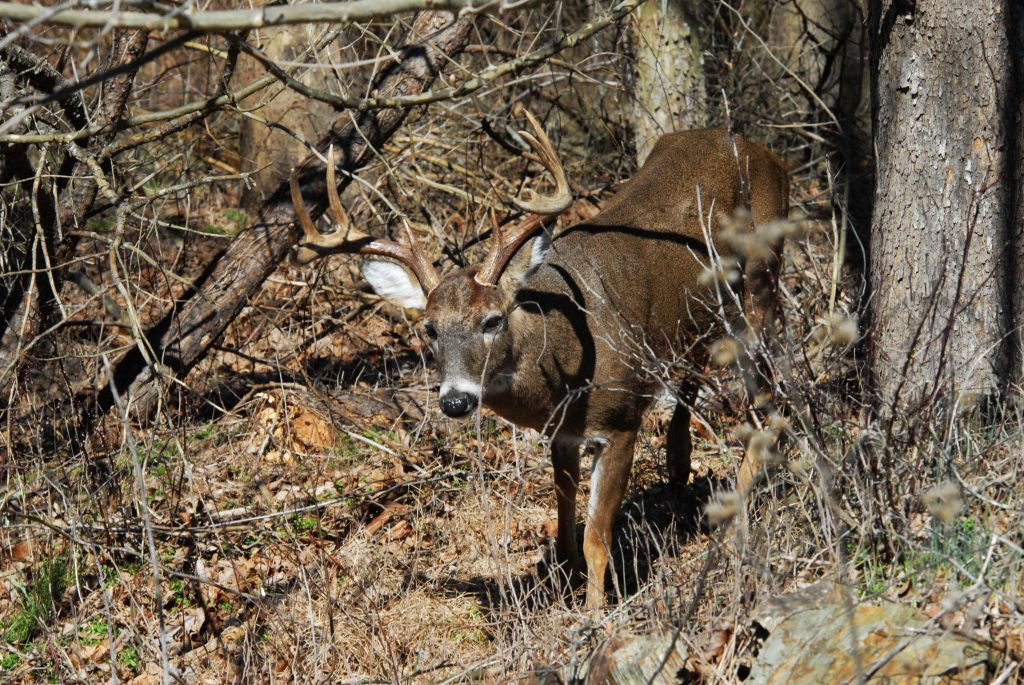 mule deer vs whitetail deer
