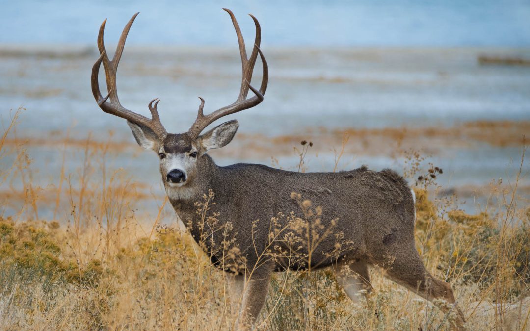 Mule Deer Vs Whitetail Deer Hunting