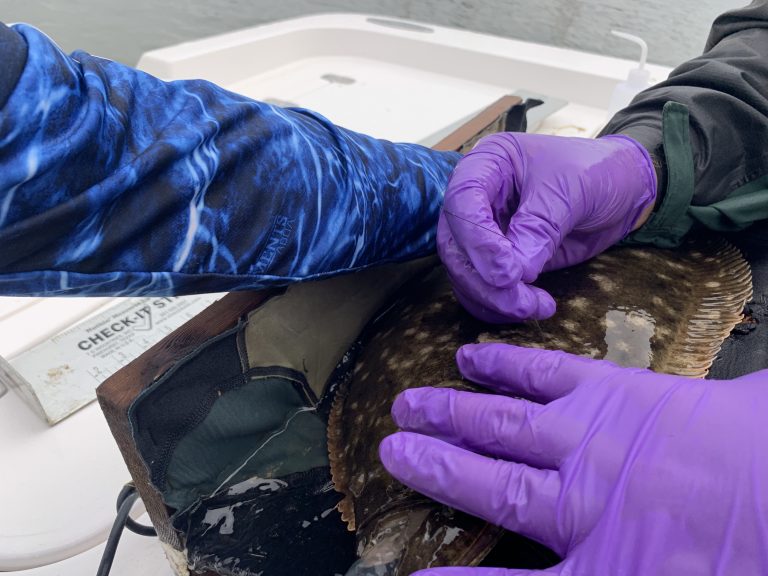 Selecting the Best Bait for Flounder Fishing Great Days Outdoors