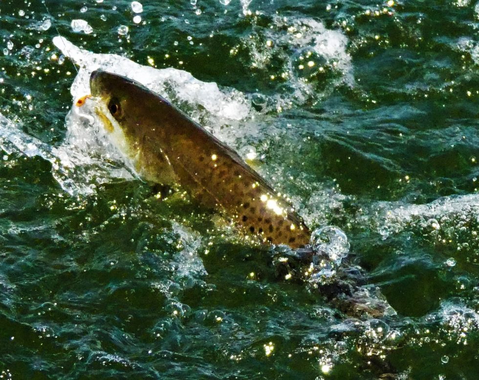 Best Speckled Trout Lures for Seasons Ahead Great Days Outdoors