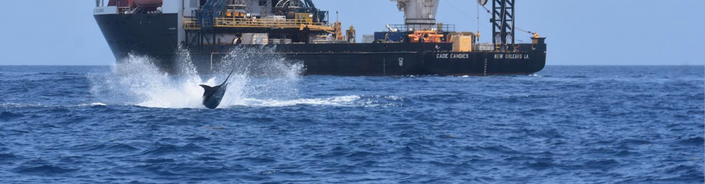 billfish jumping out of water