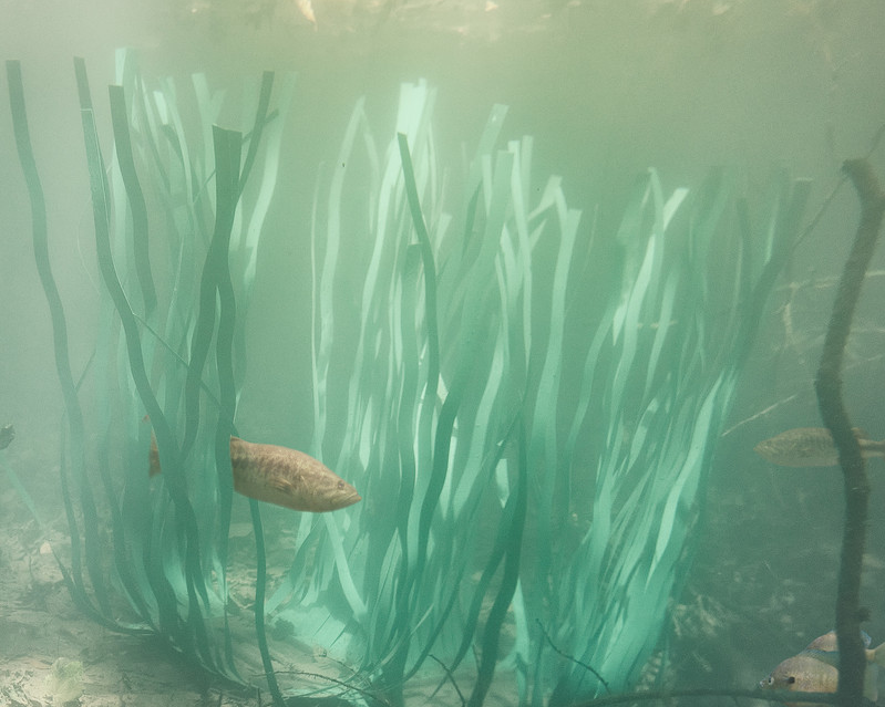 artificial grass fish attractors