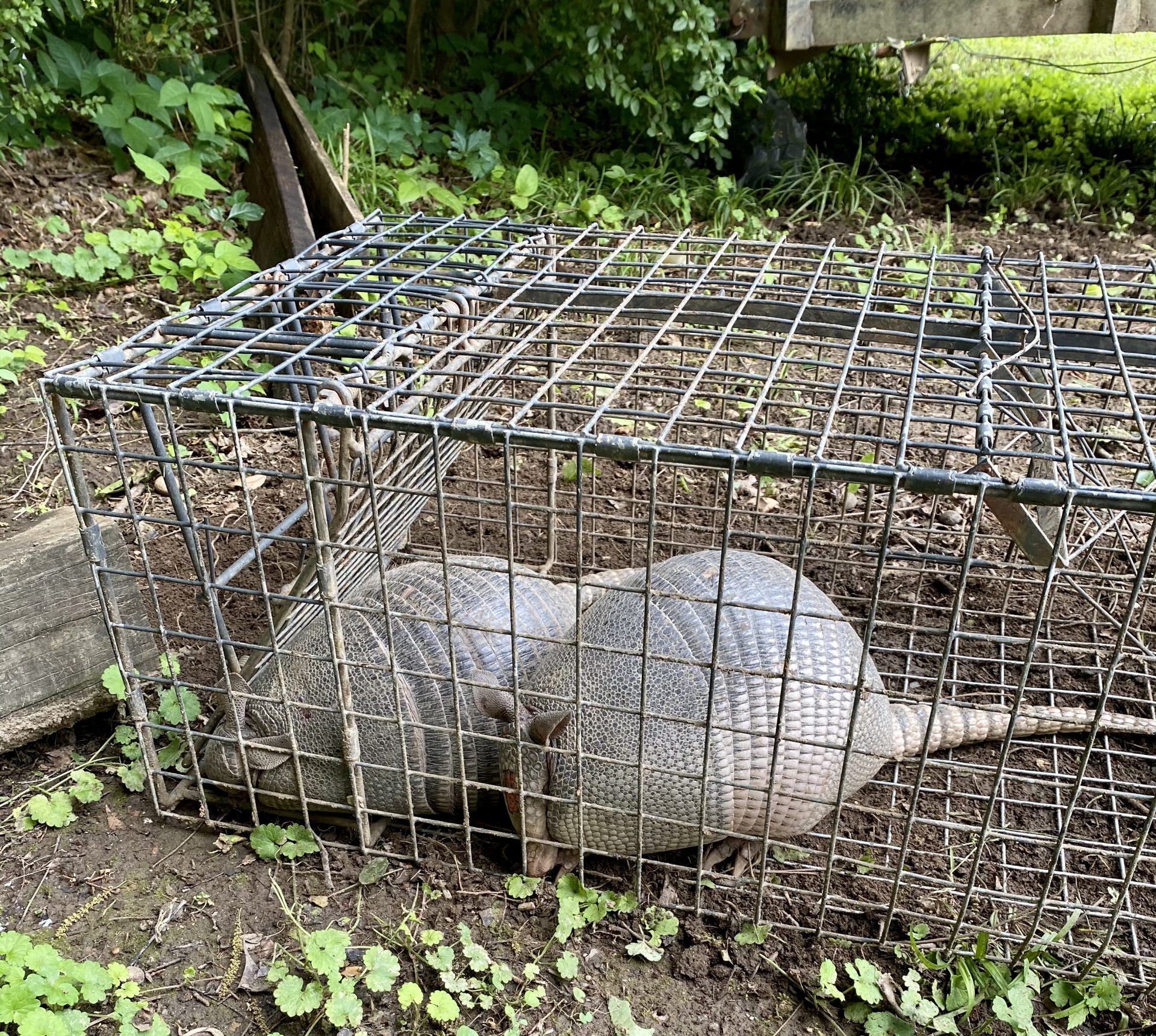 How To Get Rid Of Armadillos In Your Lawn