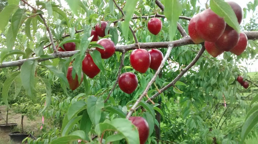 Chickasaw plum
