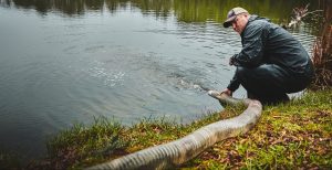 pond stocking