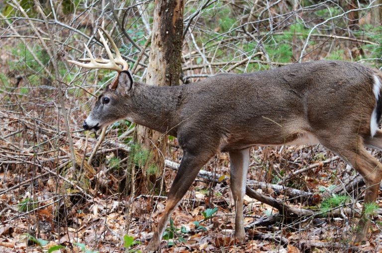 deer in woods