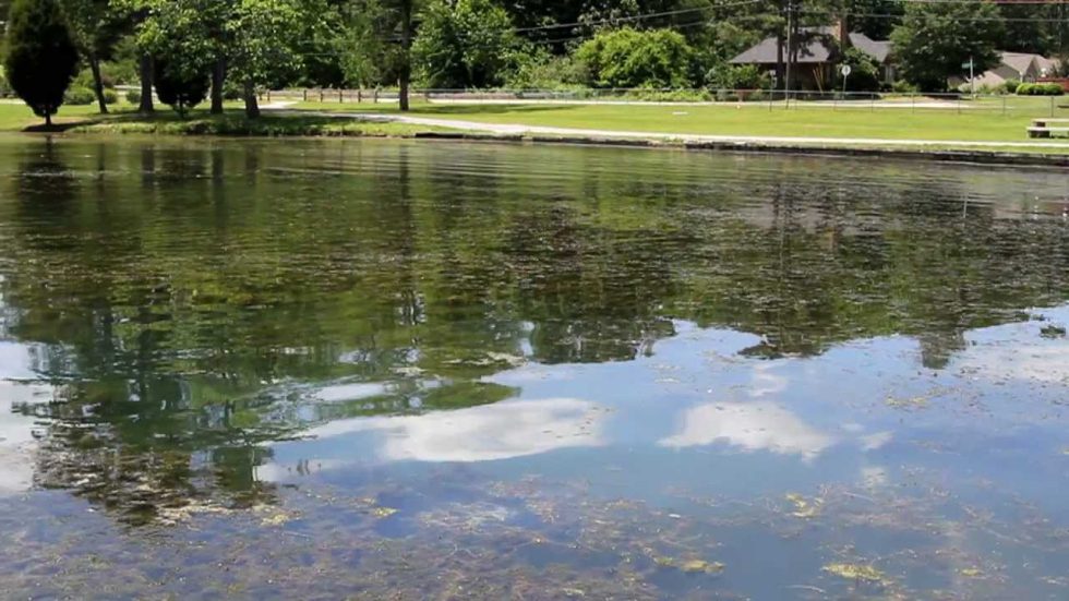 Choosing The Best Pond And Lake Weed Killer Great Days Outdoors