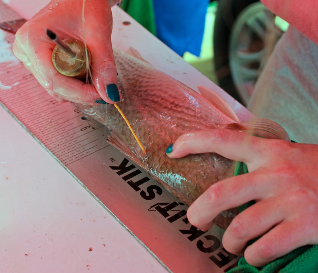 bull redfish being tagged