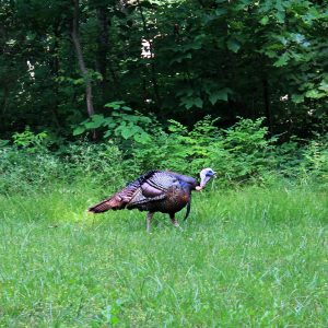 41 Turkey Hunting Tips and Tactics to Use This Season