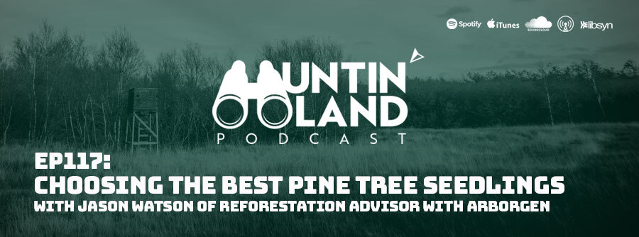 Ep117: Choosing The Best Pine Tree Seedlings