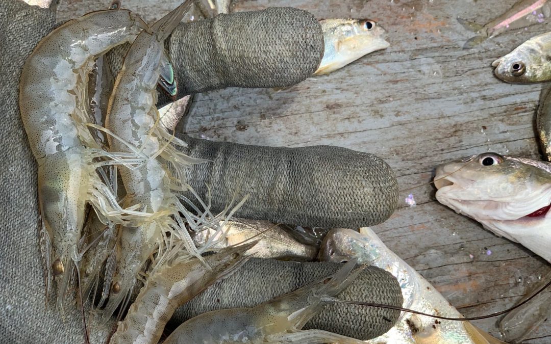 How to Pull a Recreational Shrimp Trawl Net For Bait or Dinner