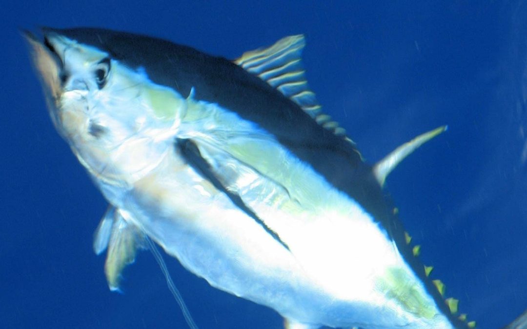 Where to Find the Best Tuna Fishing