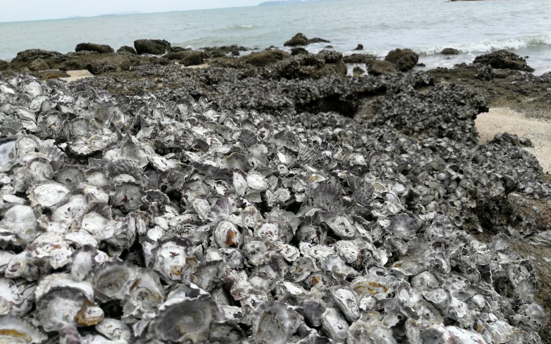 Are Alabama Oysters Making A Comeback?