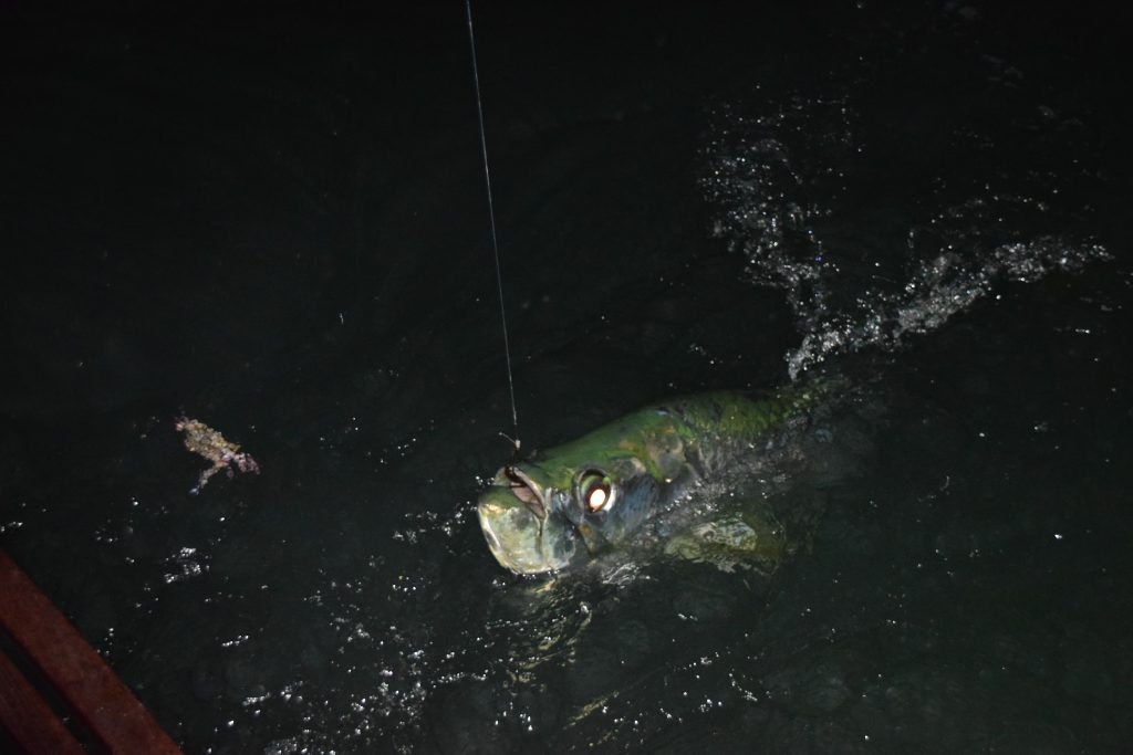 night tarpon fishing