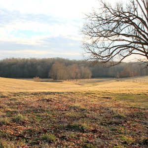 Vacant Land Insurance Explained for Landowners