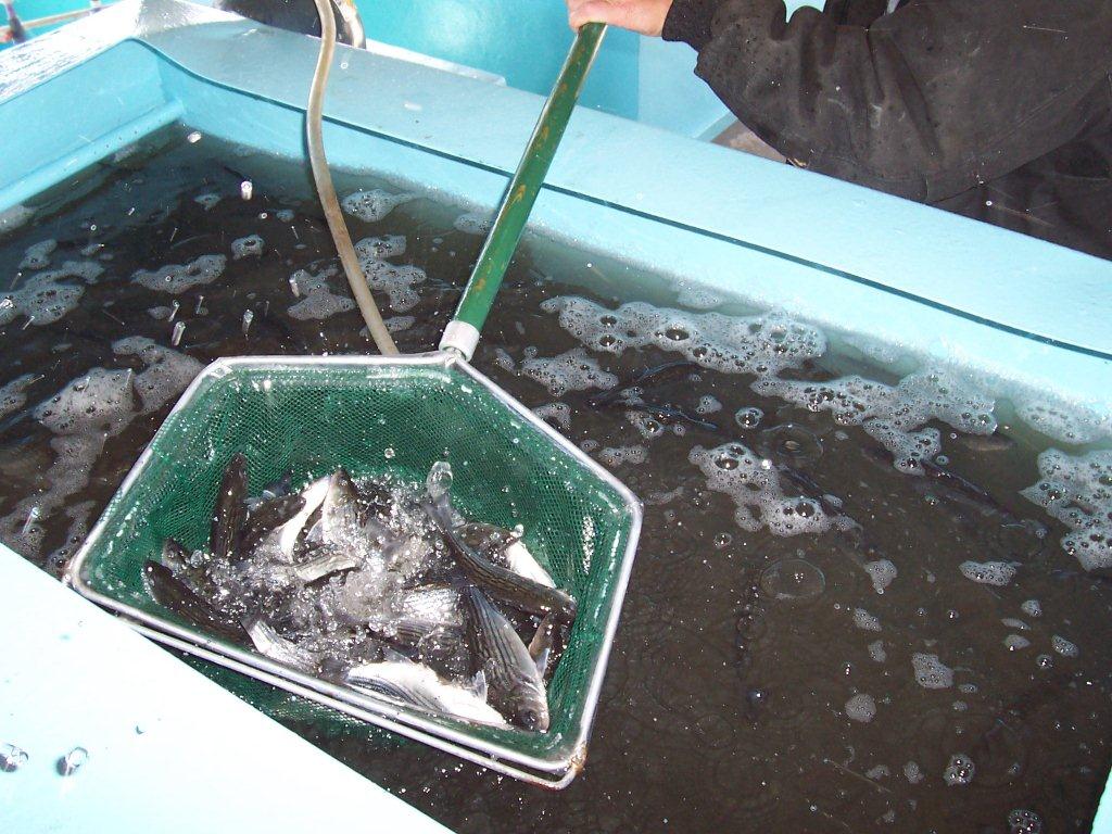 blueback herring for freshwater striped bass