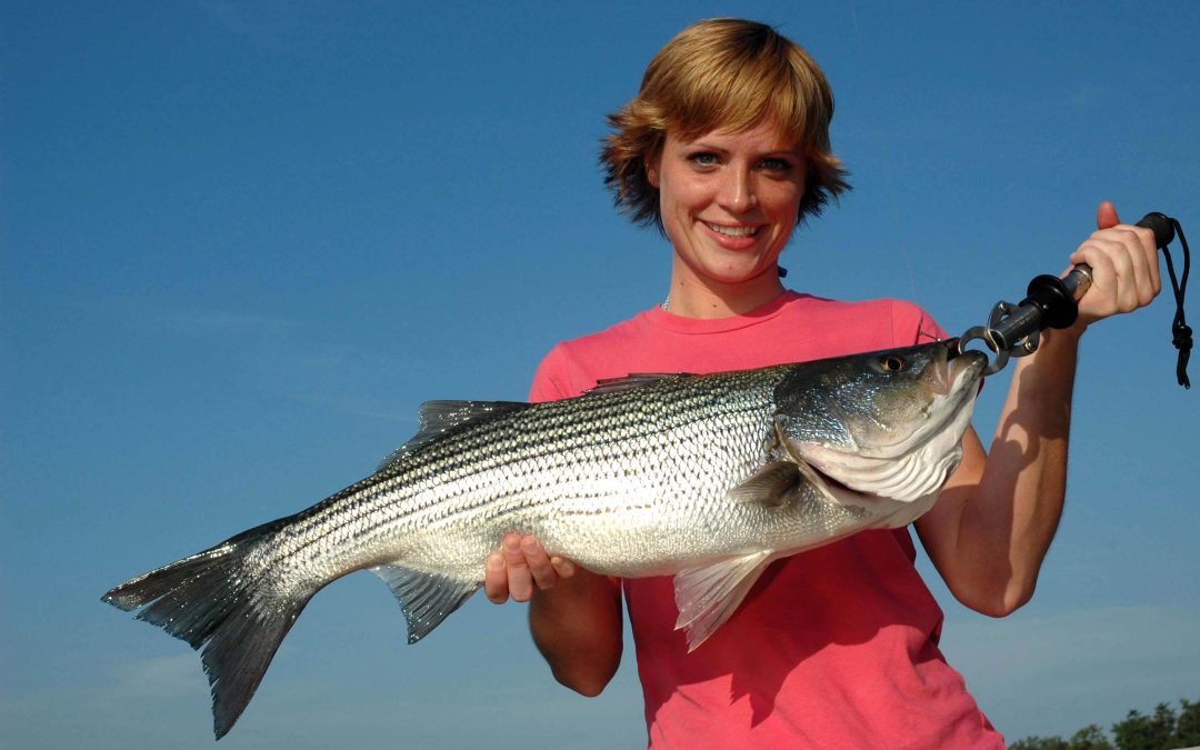 Tips For Catching Freshwater Striped Bass
