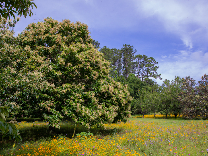 sawtooth oak tree vs chestnut tree