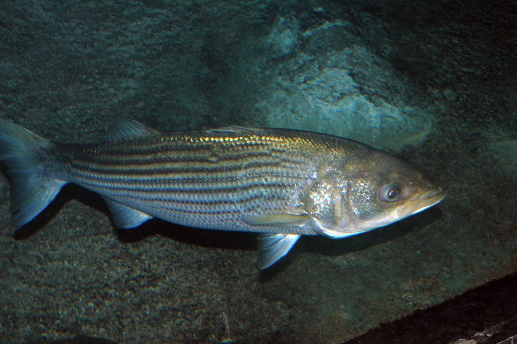 striped bass underwater