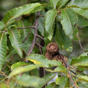 Sawtooth Oak Tree vs Chestnut Tree For Wildlife