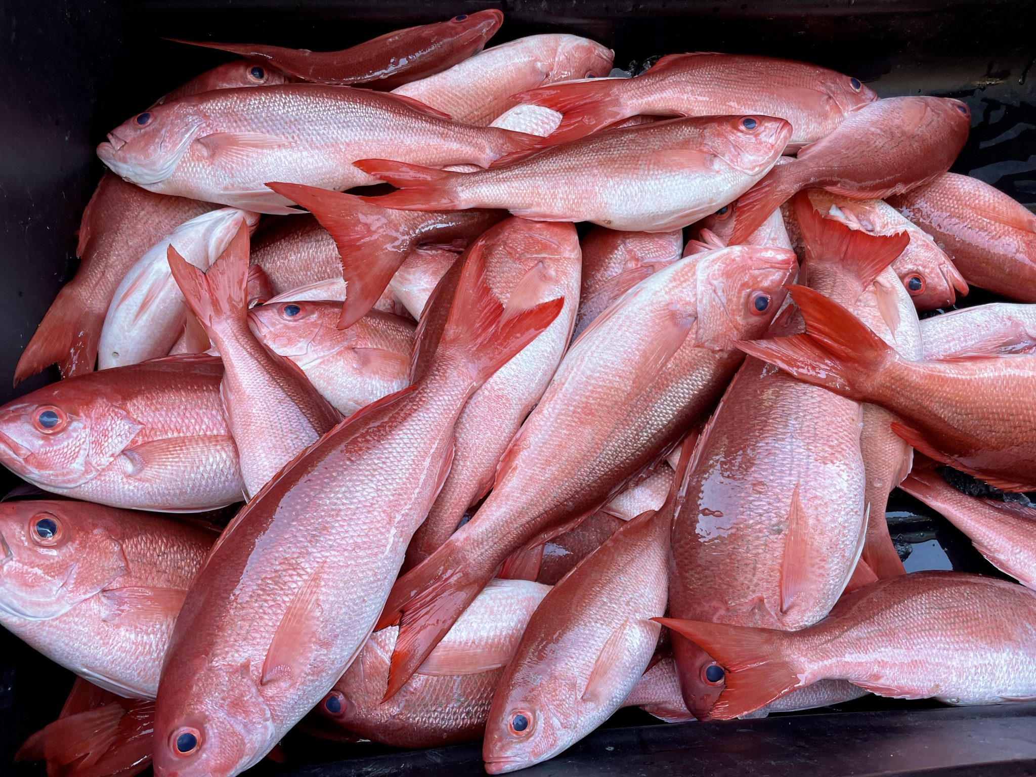 How To Catch Triggerfish And Beeliner