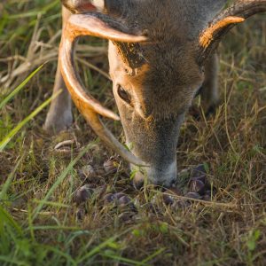 Planting Food Plots for Deer in the Woods