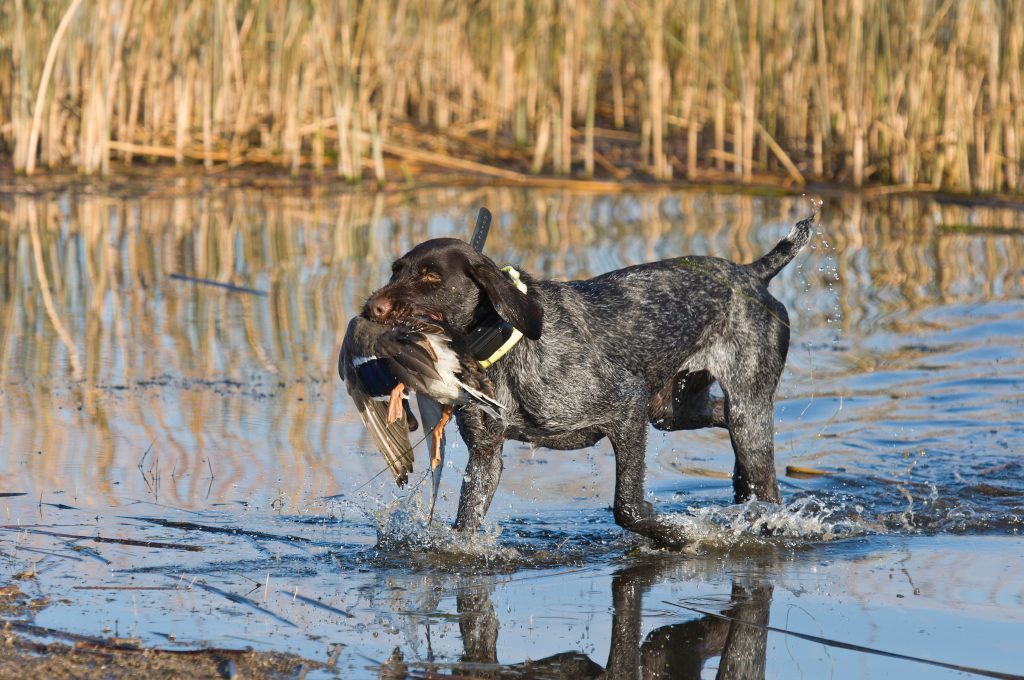 guided duck hunts dog
