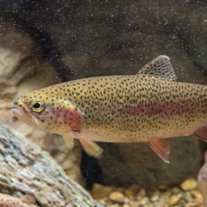 Rainbow Trout Pond Requirements